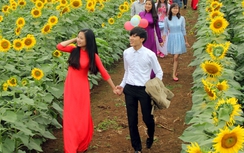 Về Phủ Quỳ ngắm bạt ngàn hoa hướng dương